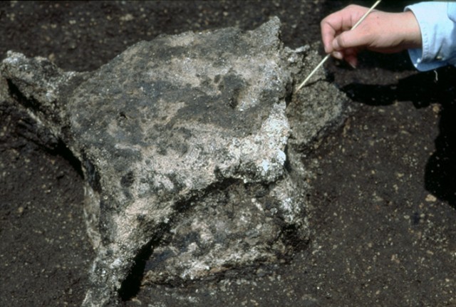 Excavated whale vertebra, Omori Site