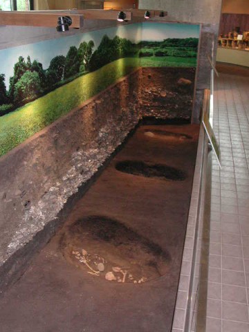 Exhibition at the Kitakogane Shell Mound Information Center ②