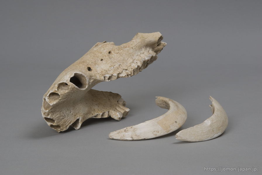 ポーランド産 イノシシの下顎骨化石 - その他