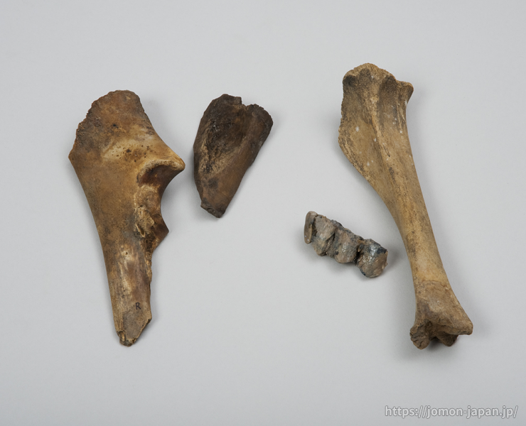 三内丸山遺跡　動物骨　シカ(左)、イノシシ(右)