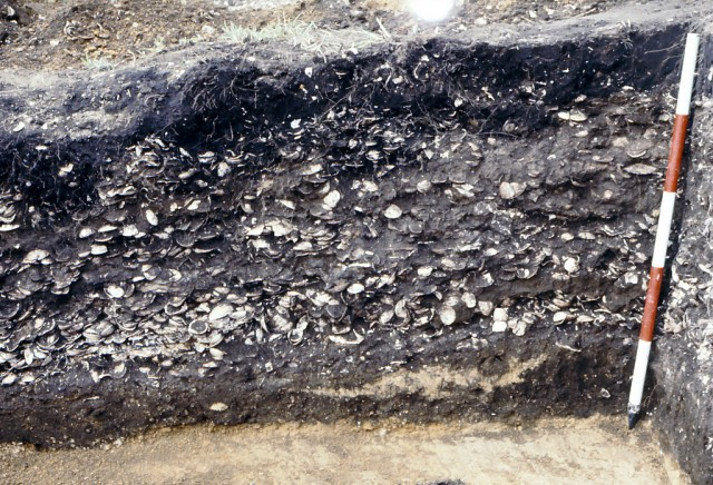 Cross section of the shell midden