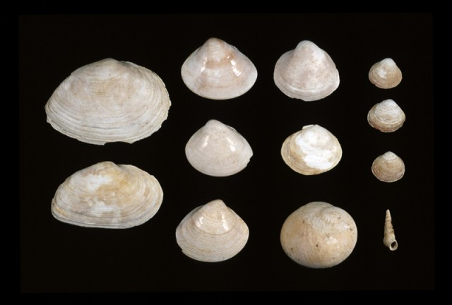Excavated shells