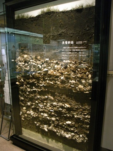 Cross section of the stripping of a shell midden