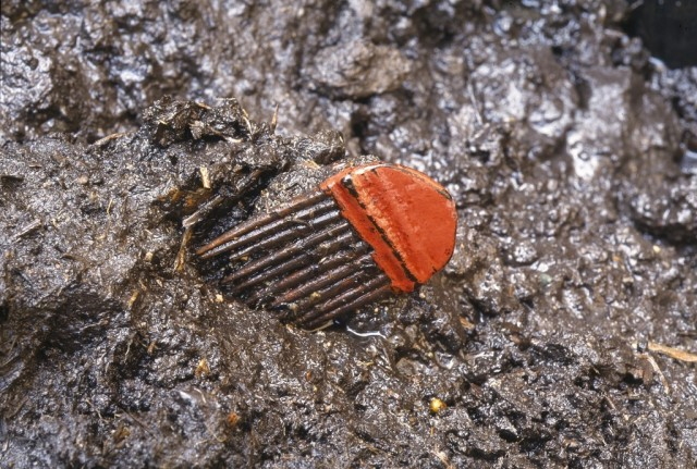 Lacquered comb