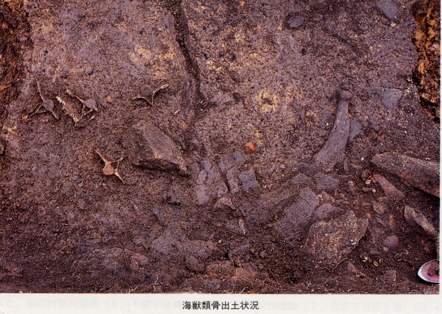 Excavated bones of marine animals
