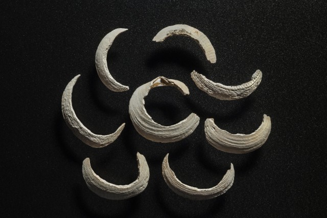 Bracelets made of <i>benkeigai</i> clamshells