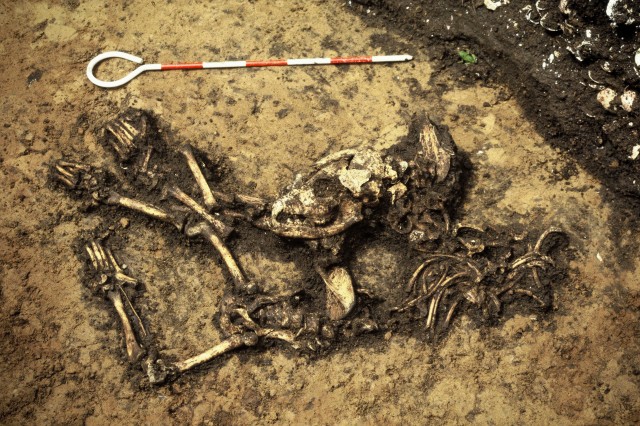 Puppy bones