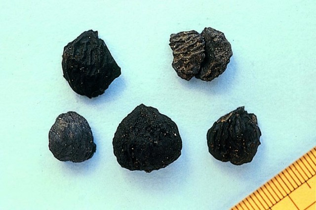 Excavated chestnuts, Ofune Site