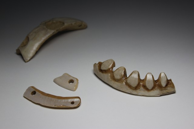 Boar tusk ornaments