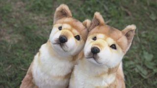 キミオモフ ココロ ドキドキ